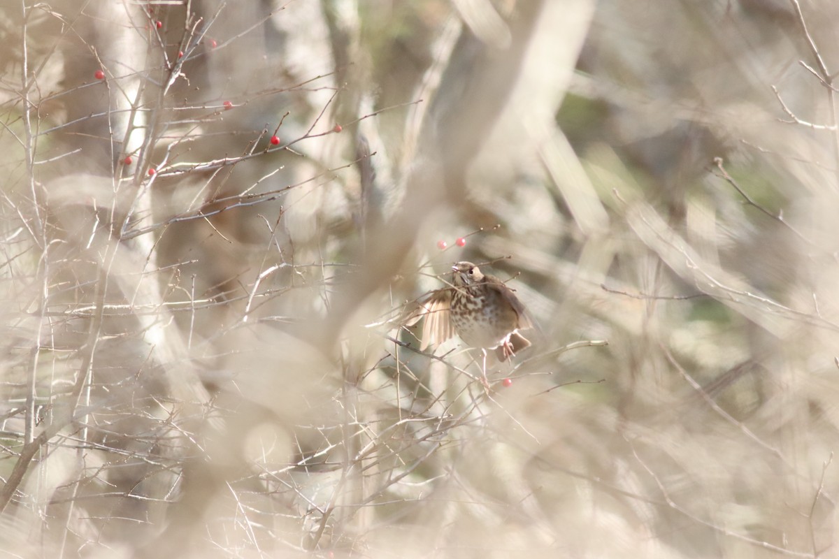 Hermit Thrush - ML628699200
