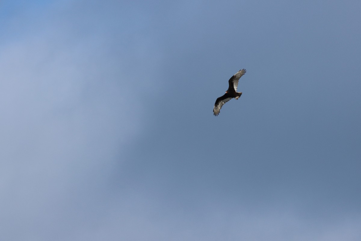 Turkey Vulture - ML628699230