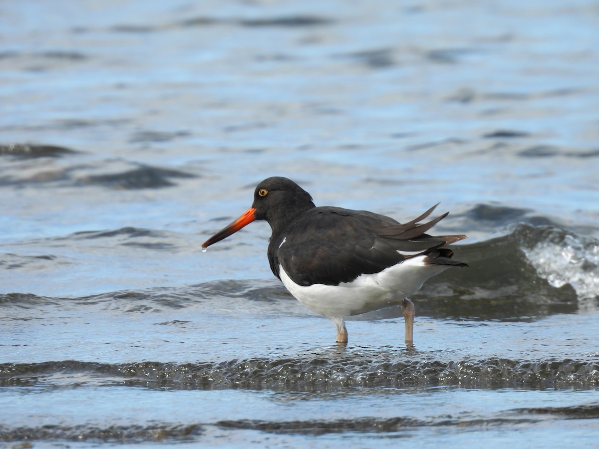 Magellanic Oystercatcher - ML628699232