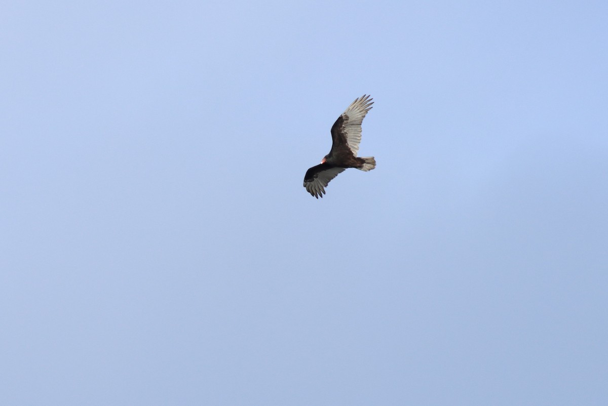 Turkey Vulture - ML628699241