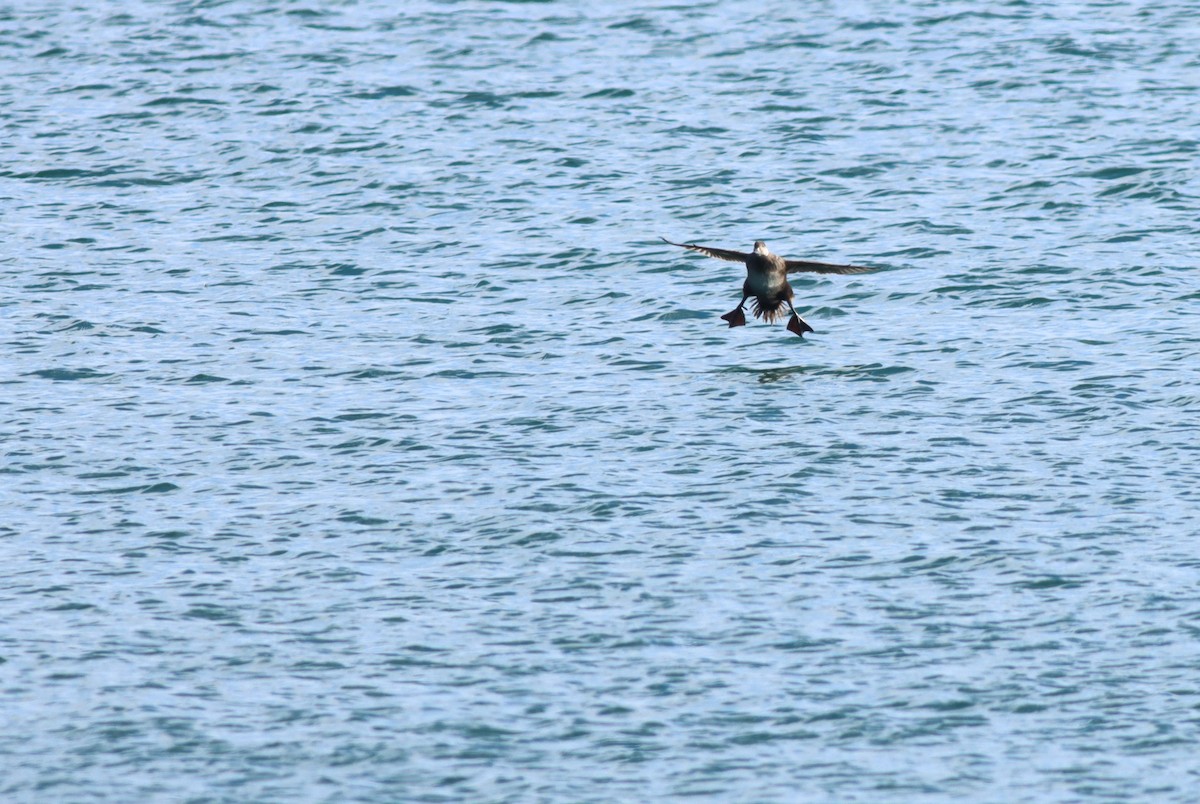 Black Scoter - ML628699257
