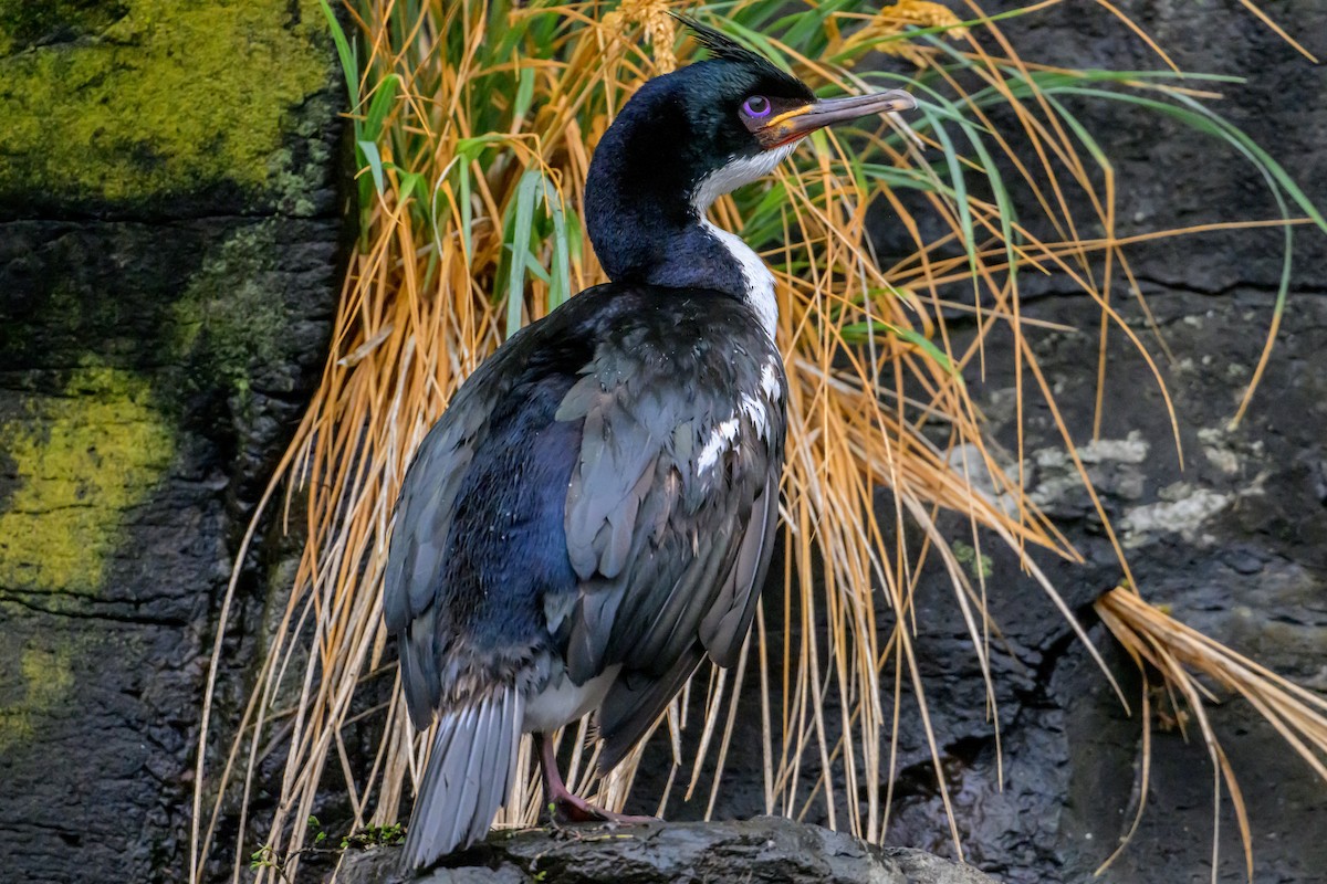 kormorán aucklandský - ML628699496