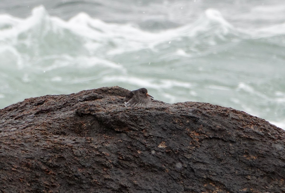 Purple Sandpiper - ML628699829