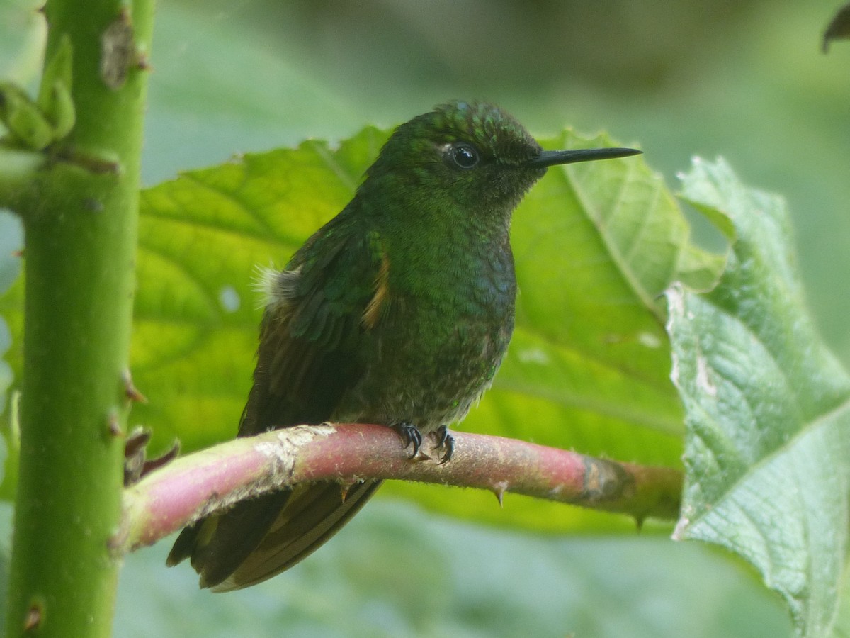 Buff-tailed Coronet - ML628699830