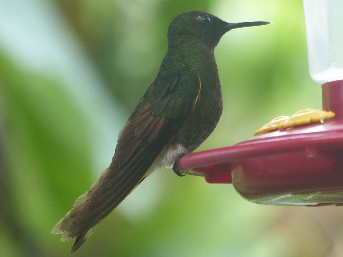 Buff-tailed Coronet - ML628699879