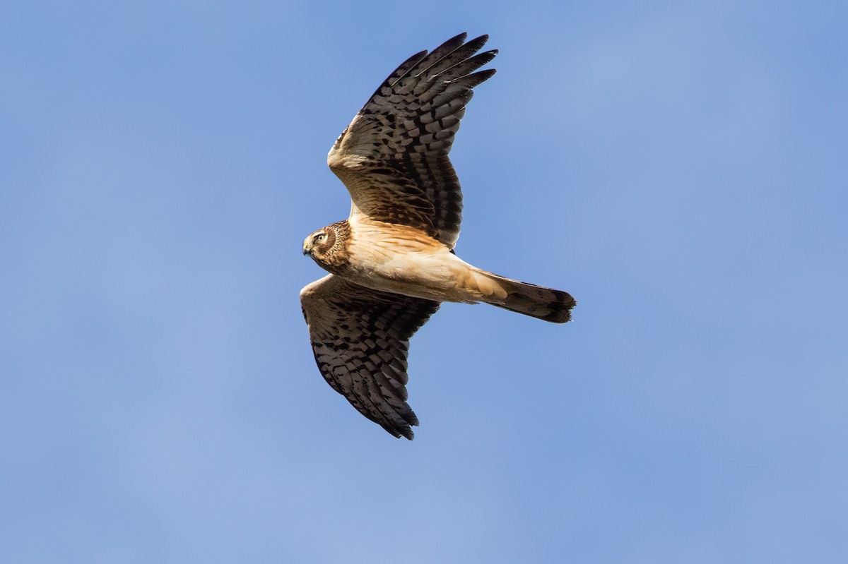 Northern Harrier - ML628699913