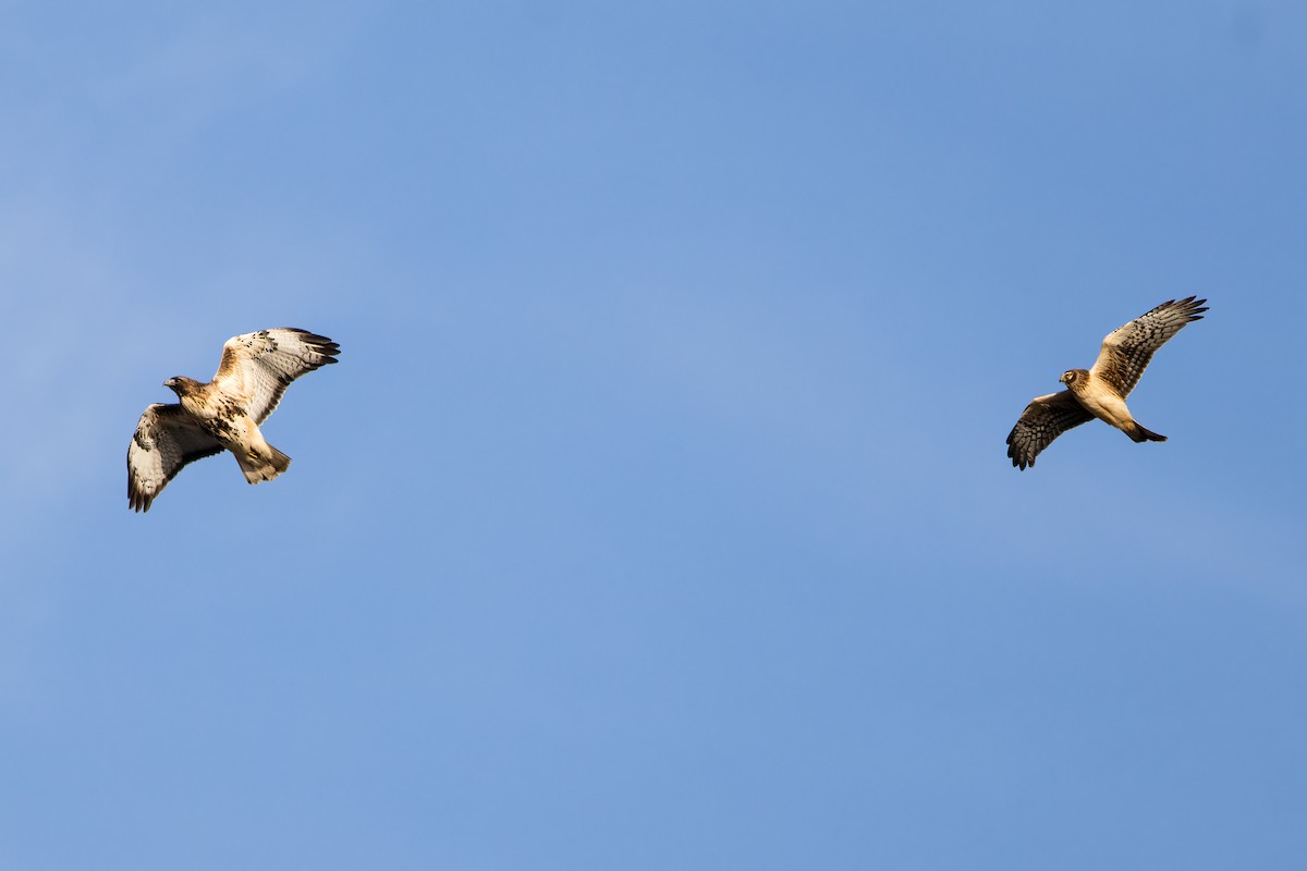 Poiana codarossa - ML628699936