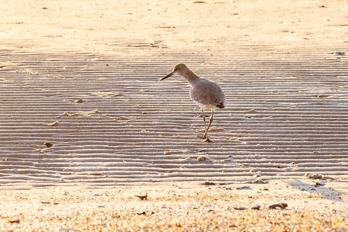 vodouš břehoušovitý - ML628700370