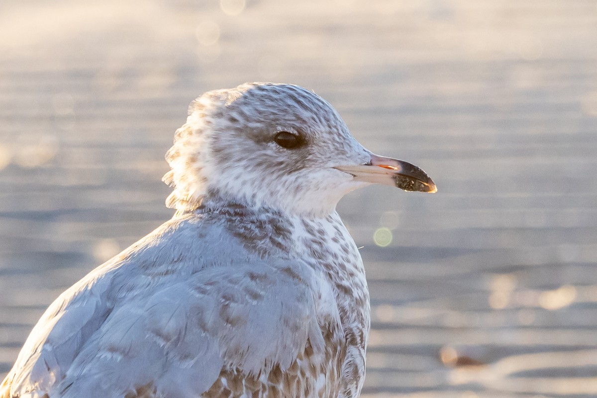 racek kroužkozobý - ML628700377