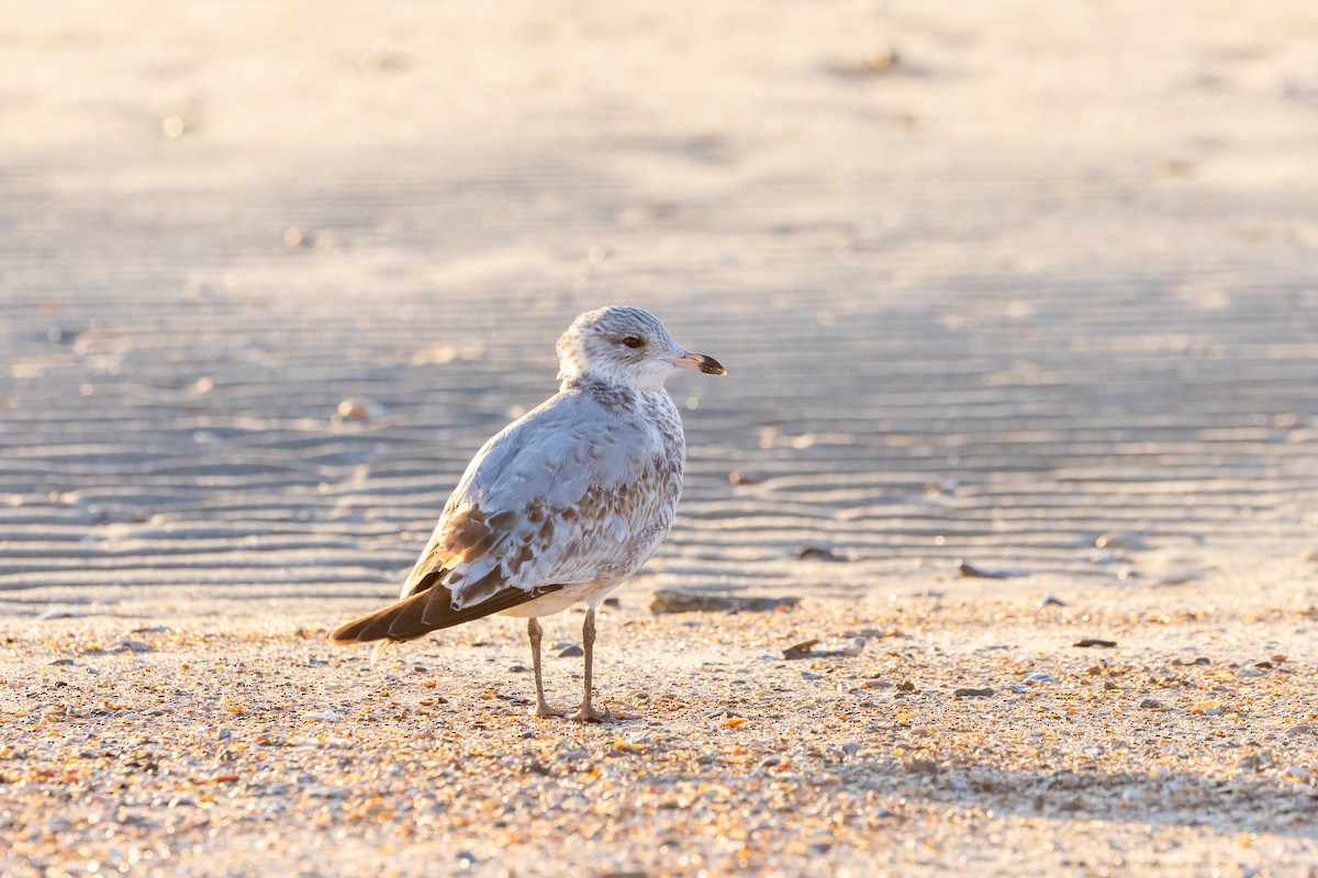 racek kroužkozobý - ML628700382