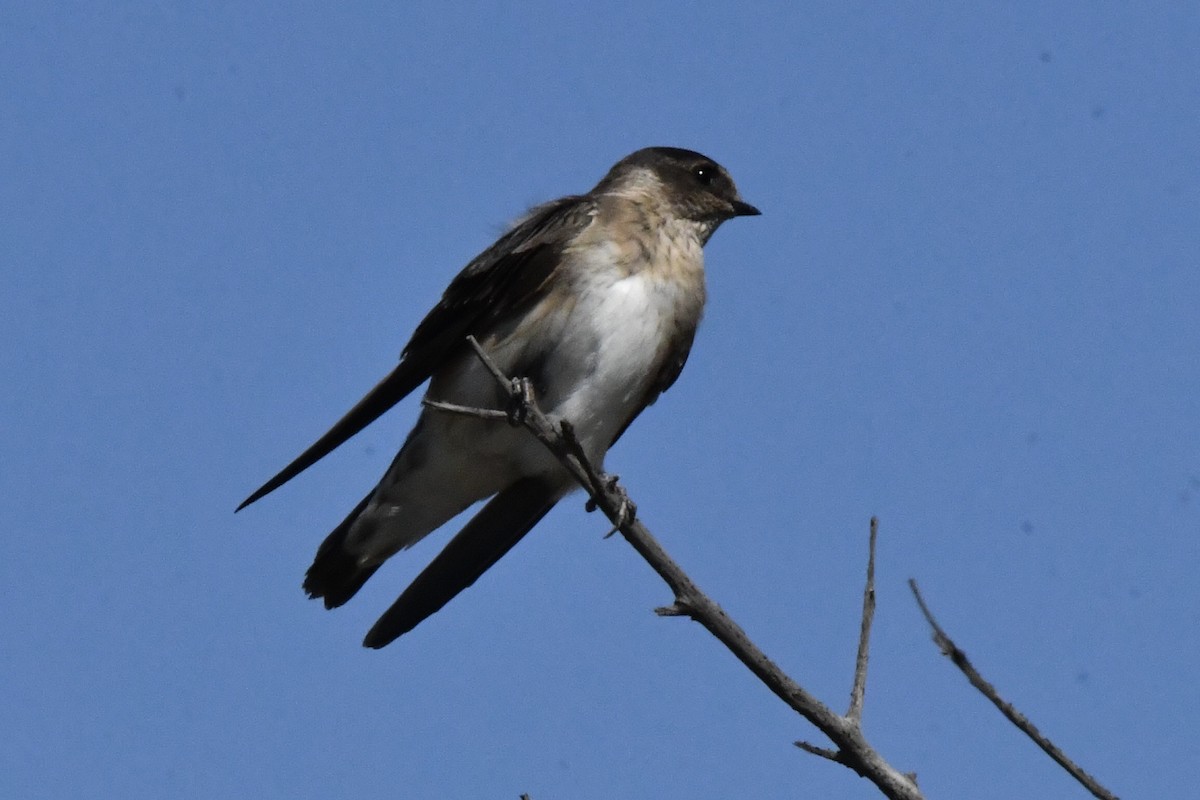 Tree Martin - ML628700410