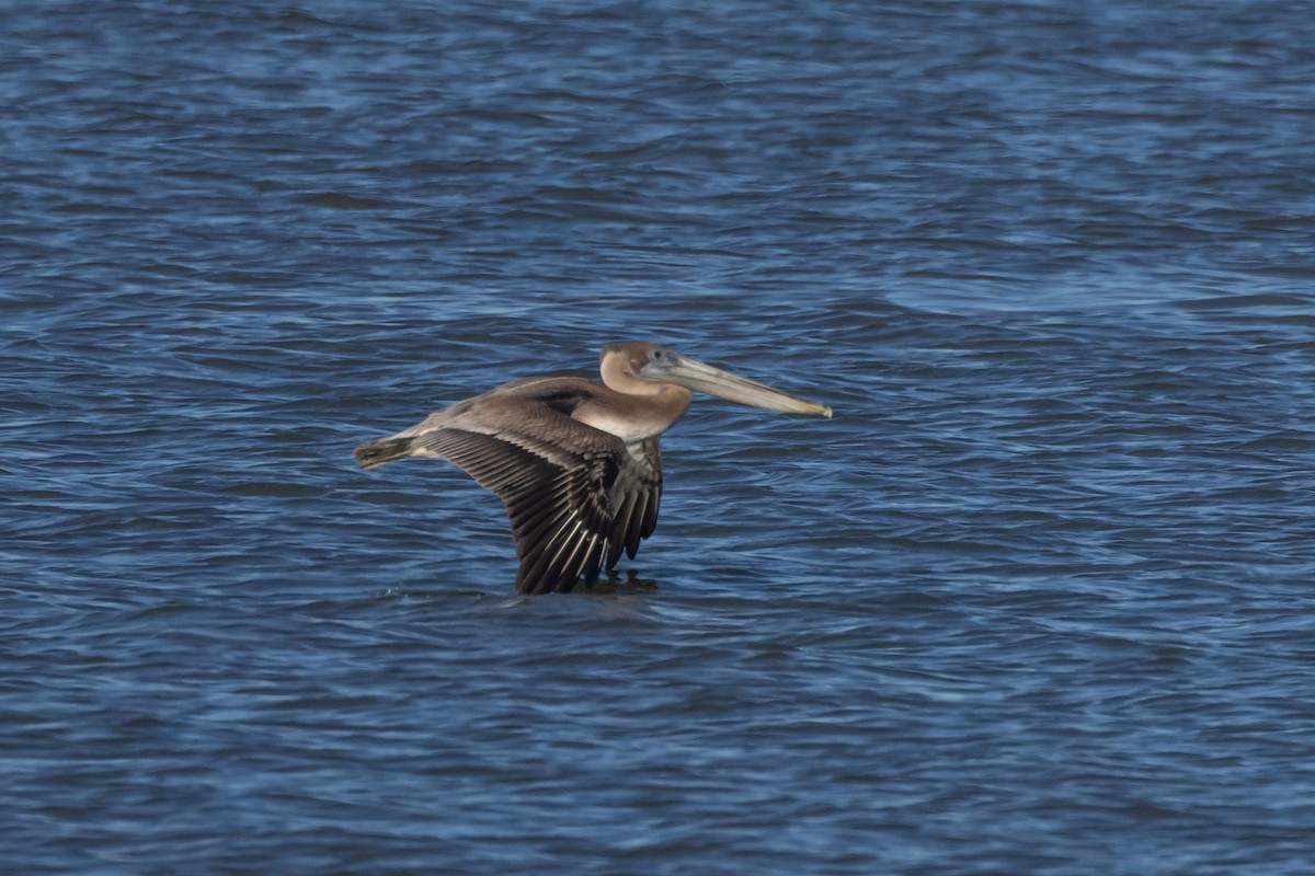 pelikán hnědý - ML628700513