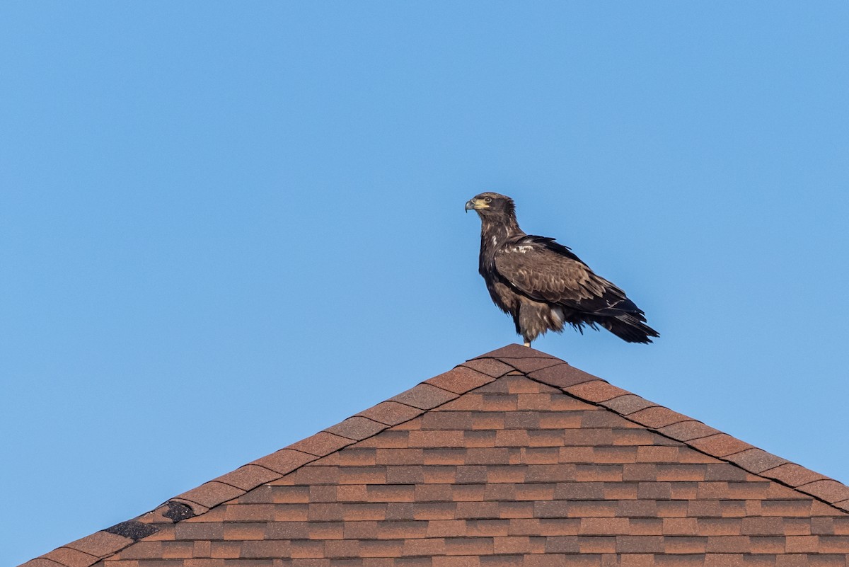 orel bělohlavý - ML628700523