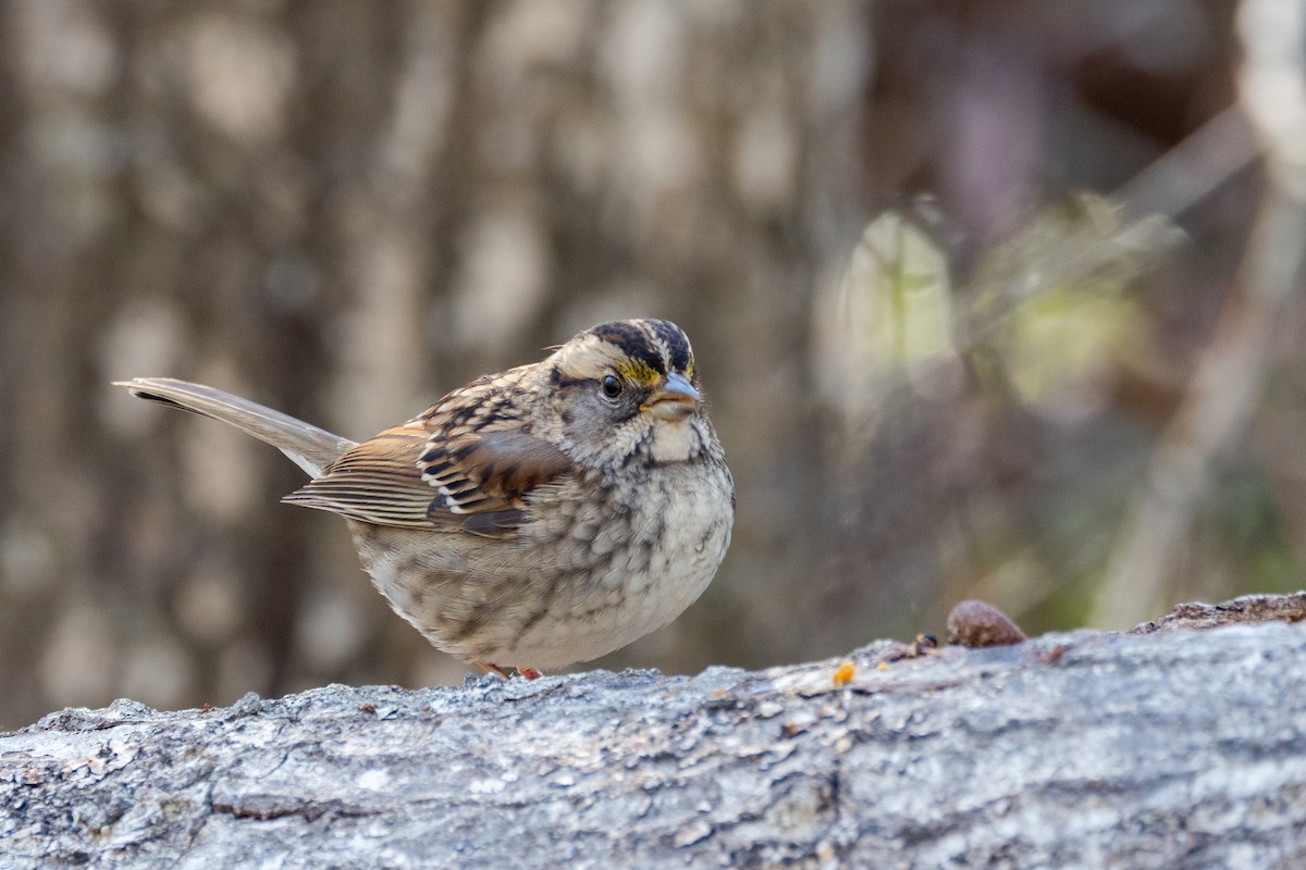 strnadec bělohrdlý - ML628700553