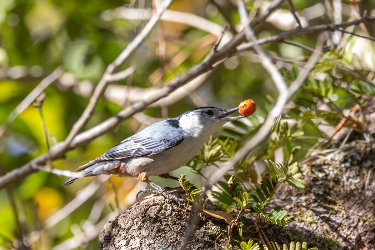 brhlík běloprsý - ML628700556