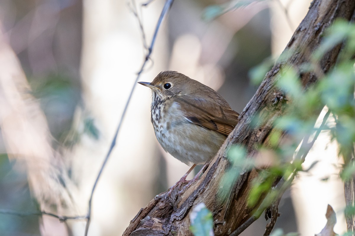 drozd rezavoocasý - ML628700561