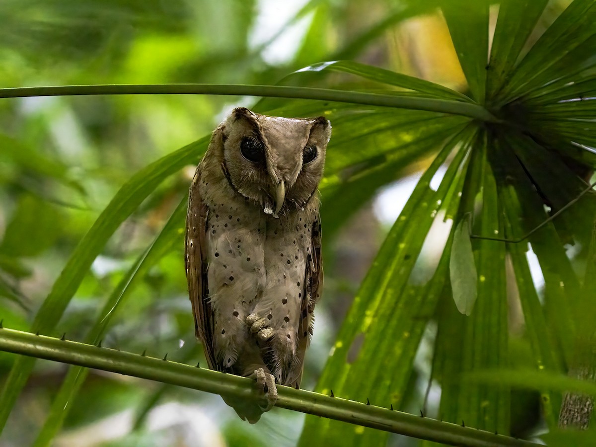 Oriental Bay-Owl - ML628700577