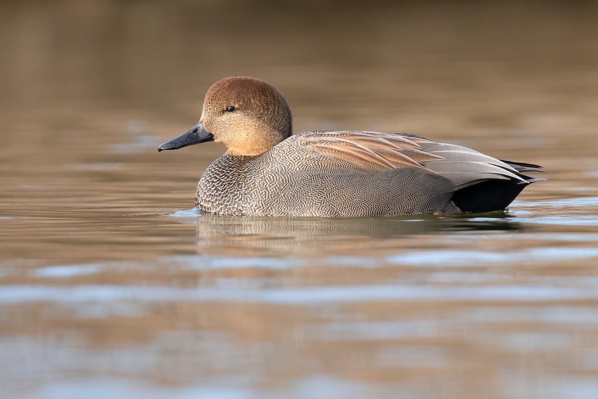 Gadwall - Ilya Povalyaev