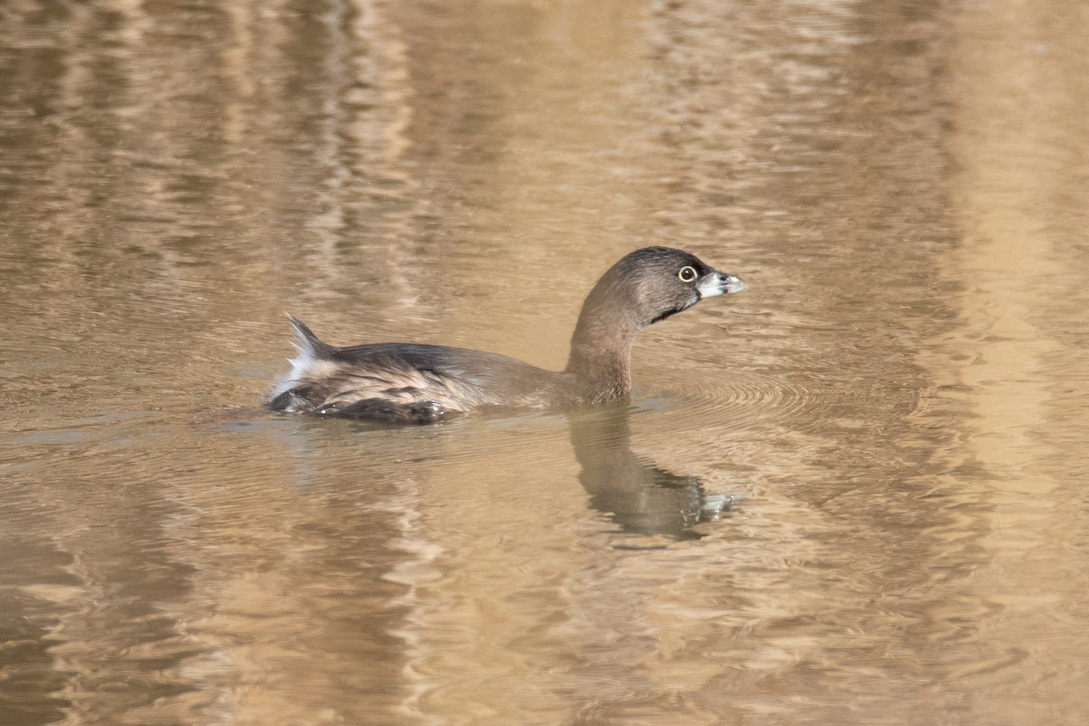 Pied-billed Grebe - ML628701027