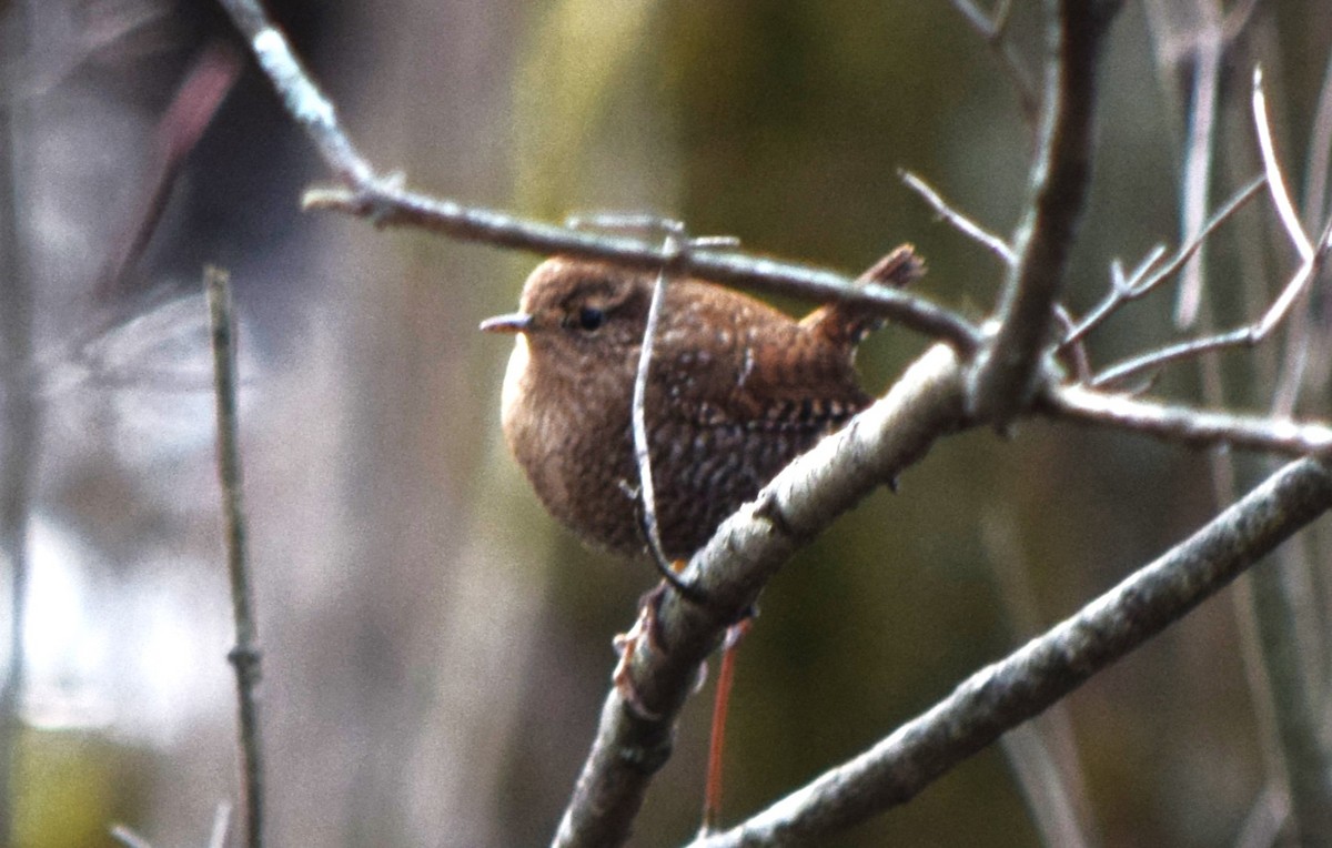 Winter Wren - ML628701047