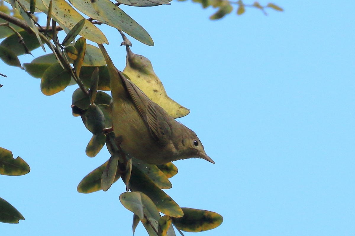 new world warbler sp. - ML628701138