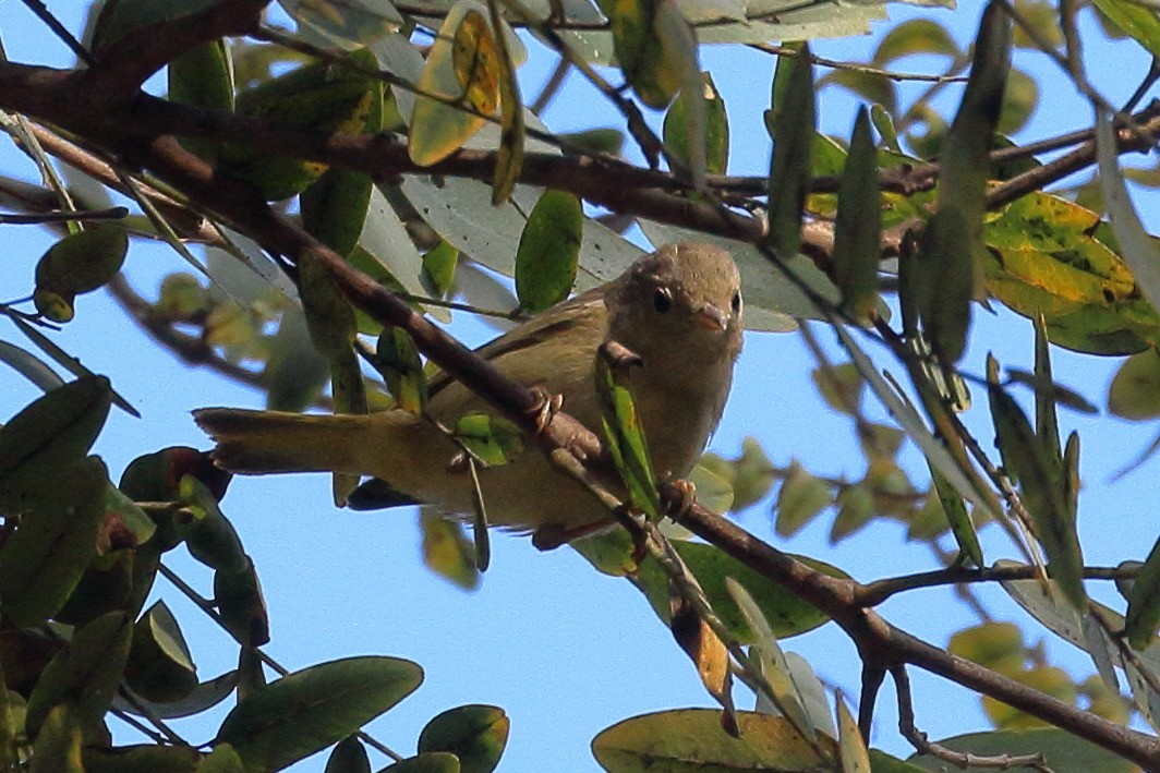 new world warbler sp. - ML628701139
