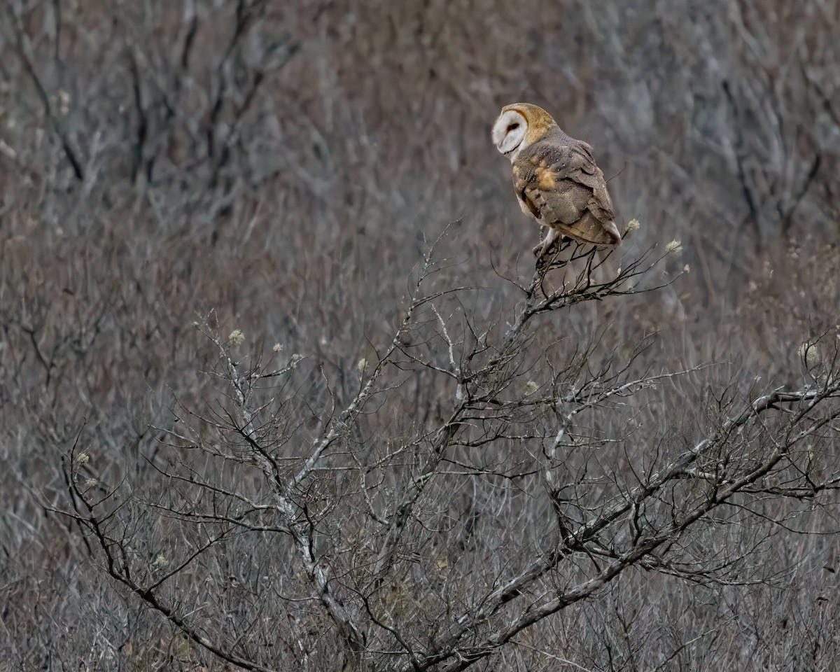 American Barn Owl - ML628701172