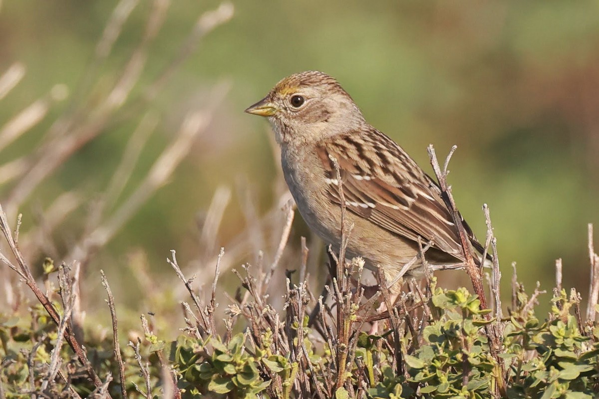 Golden-crowned Sparrow - ML628701298