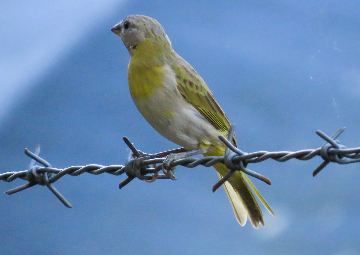 Saffron Finch - ML628701352