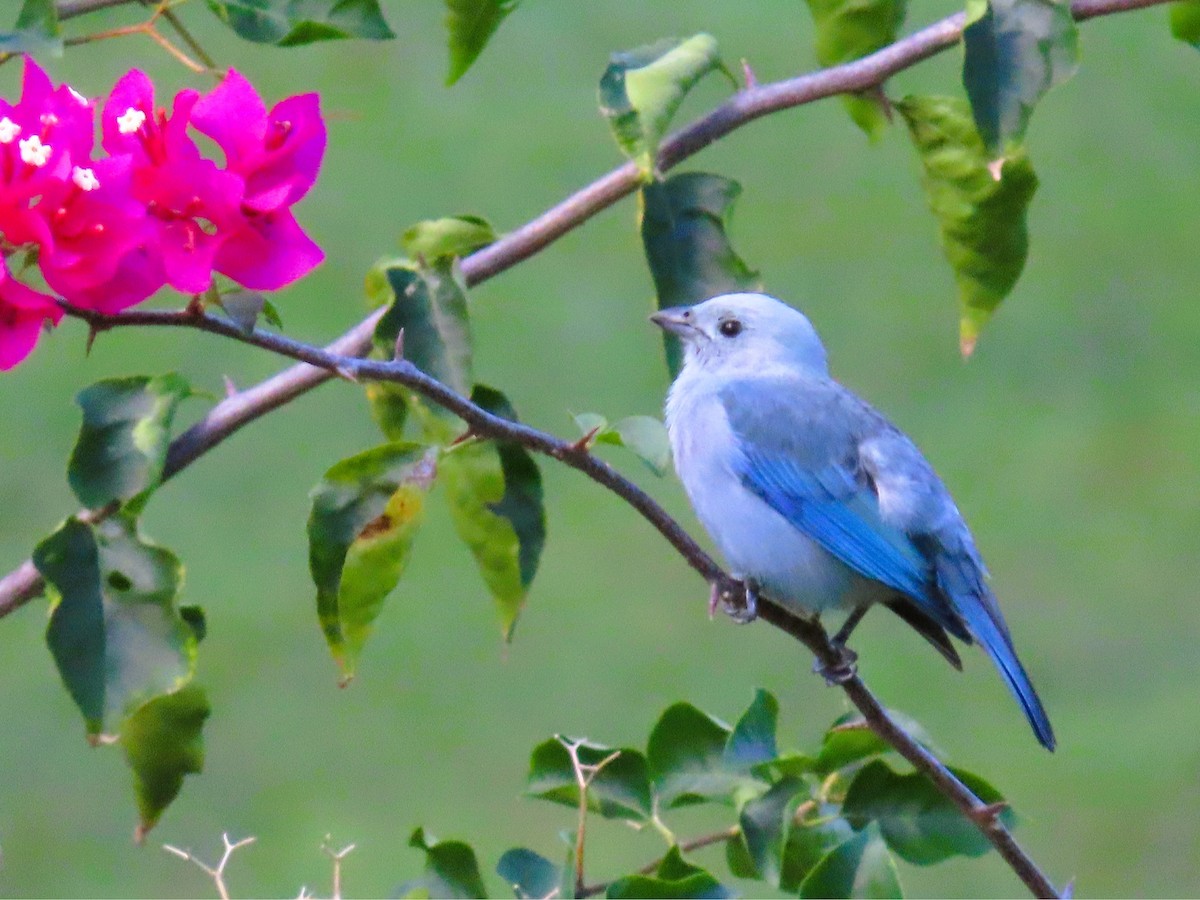 Blue-gray Tanager - ML628701380