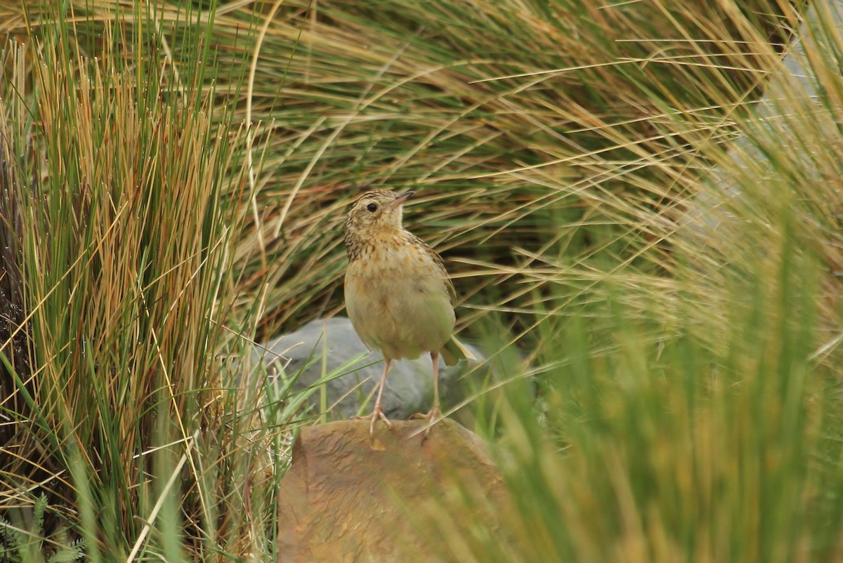 Puna Pipit - ML628701391
