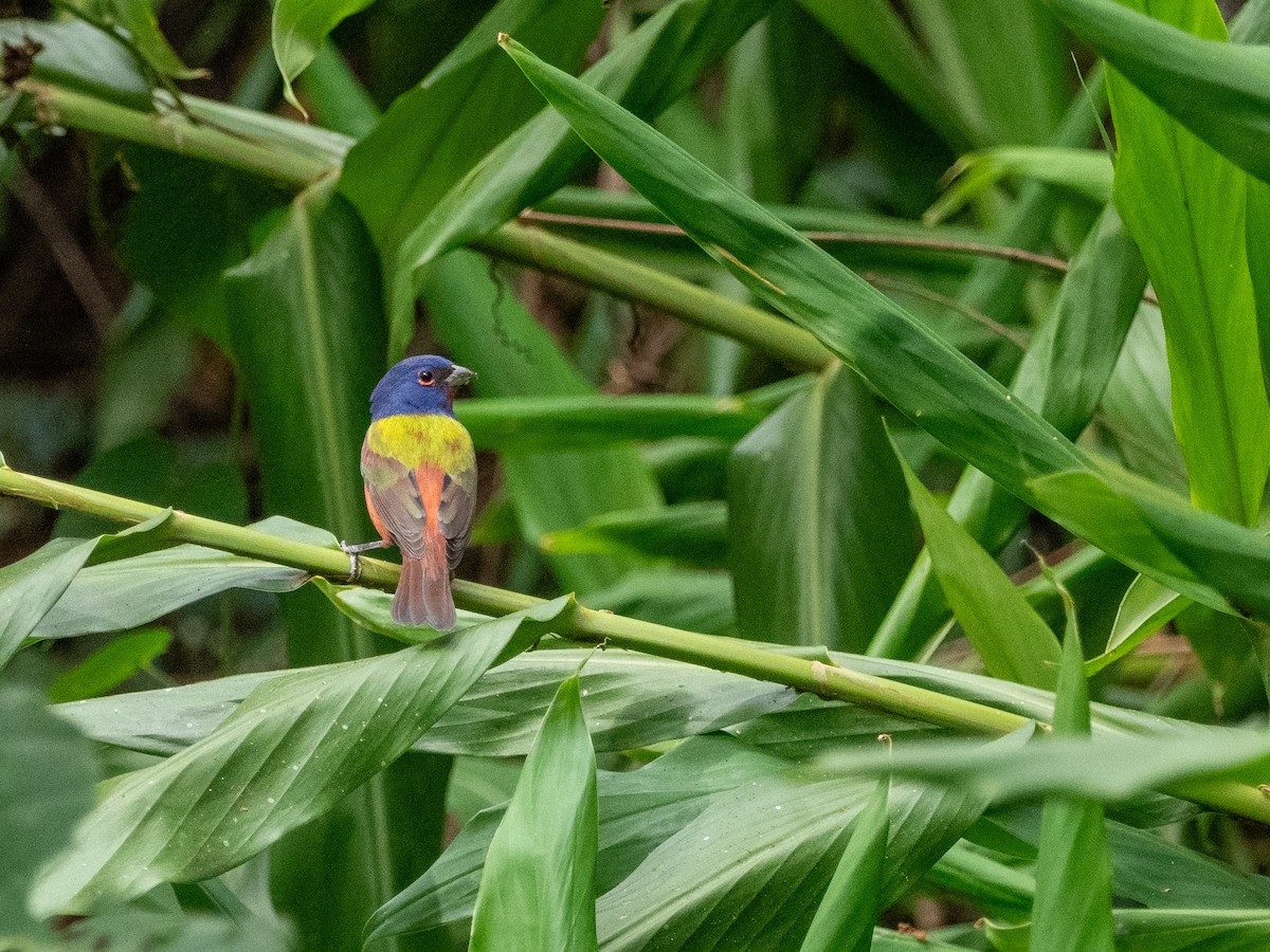 Painted Bunting - ML628701393