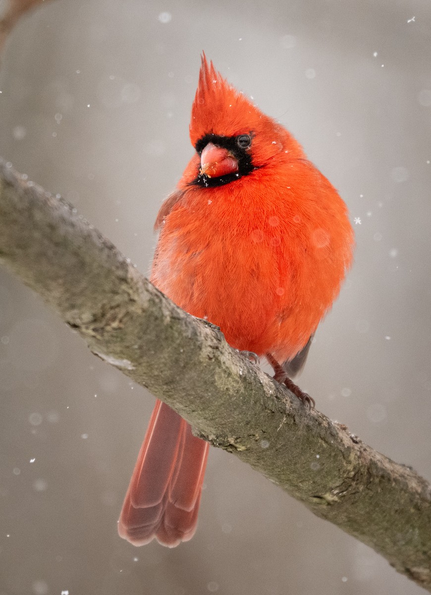 Northern Cardinal - ML628701440