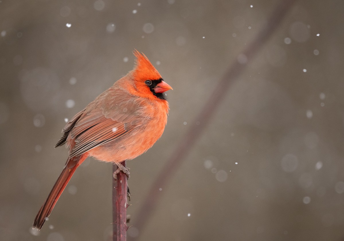Northern Cardinal - ML628701441