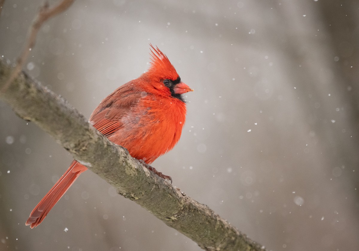 Northern Cardinal - ML628701443