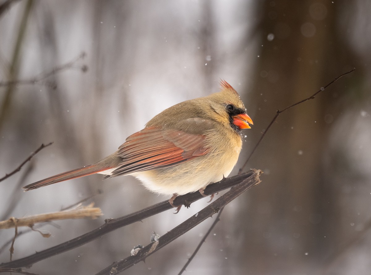 Northern Cardinal - ML628701444