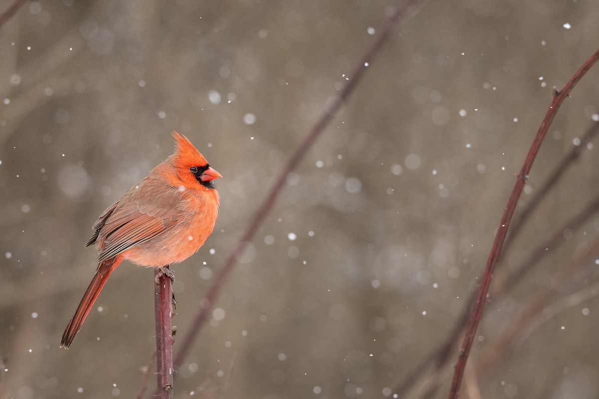 Northern Cardinal - ML628701445