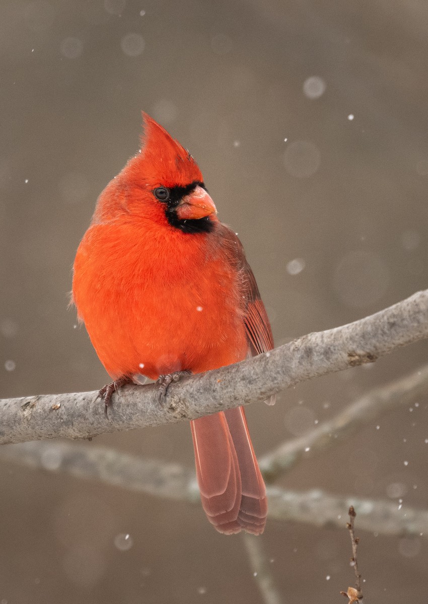Northern Cardinal - ML628701446