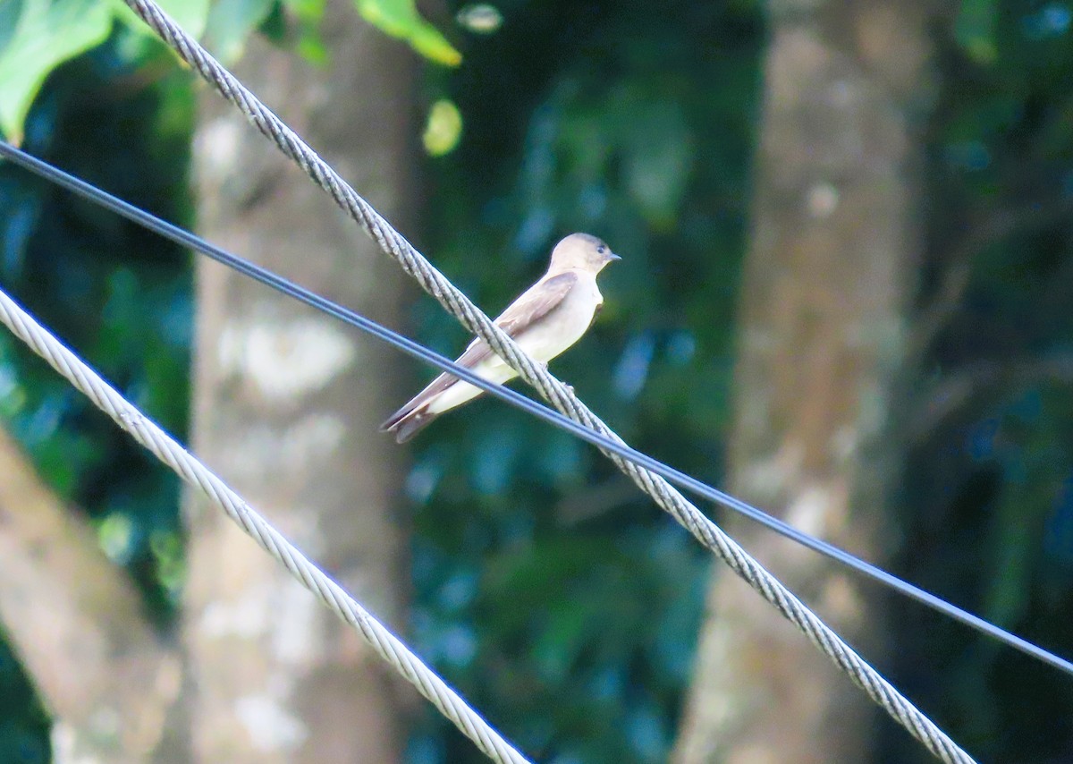 Southern Rough-winged Swallow - ML628701447