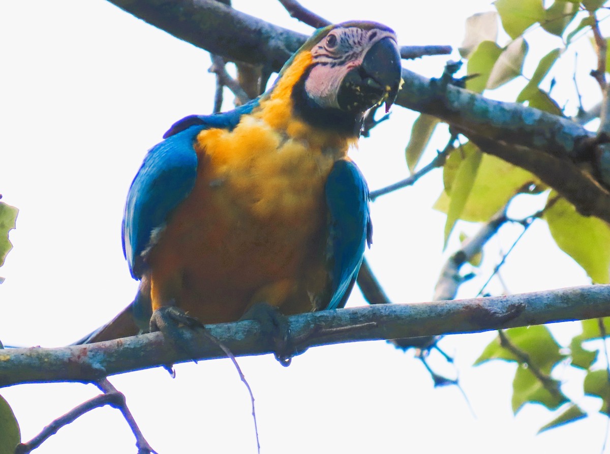 ara ararauna - ML628701476