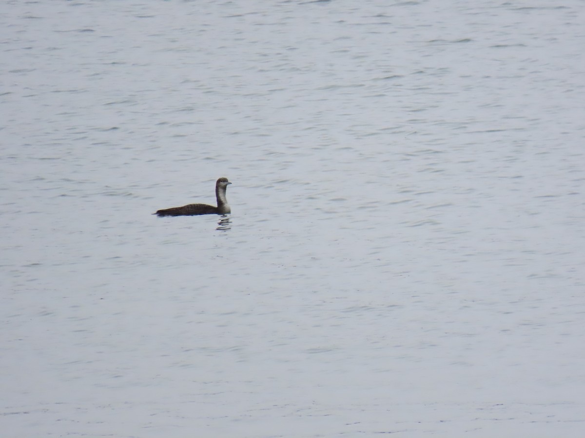 Pacific Loon - ML628701605