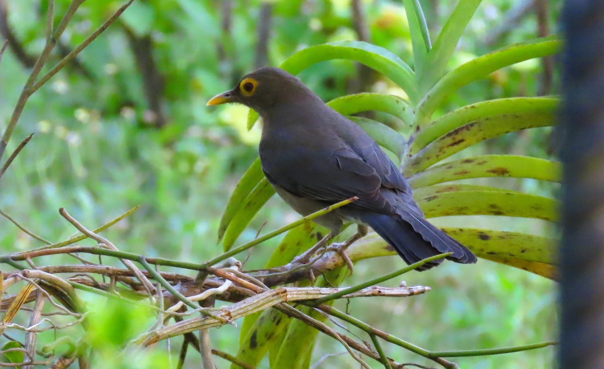 Spectacled Thrush - ML628701628