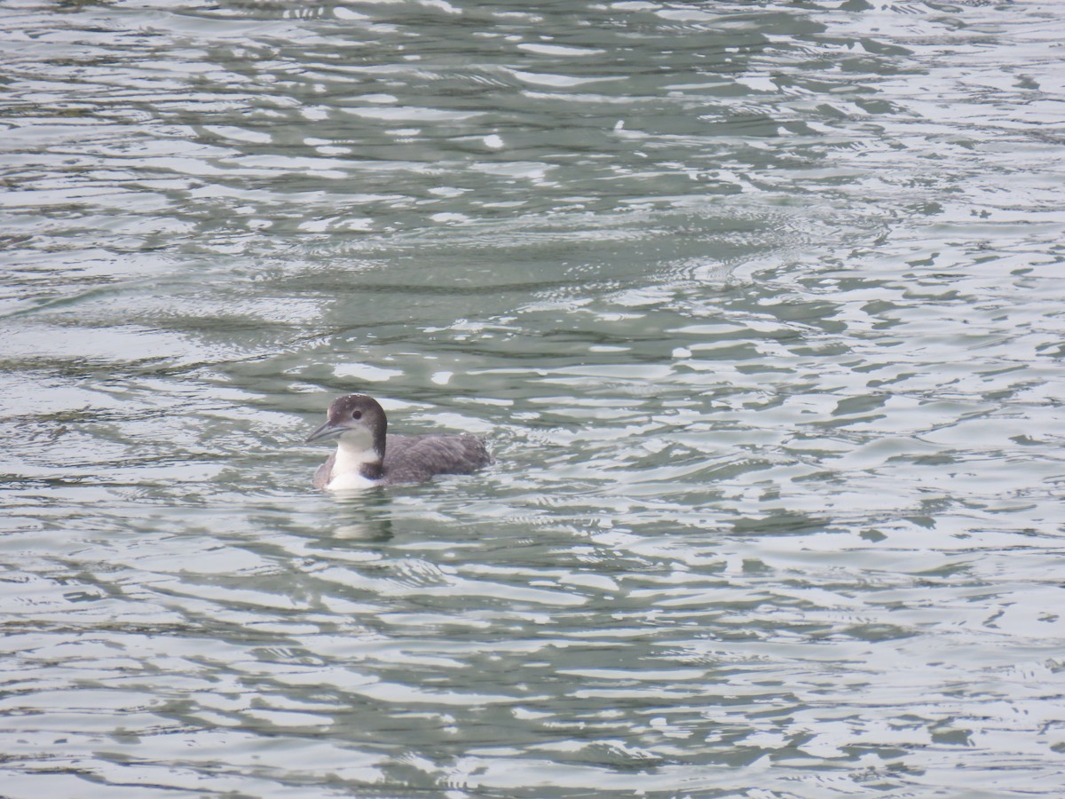 Common Loon - ML628701633