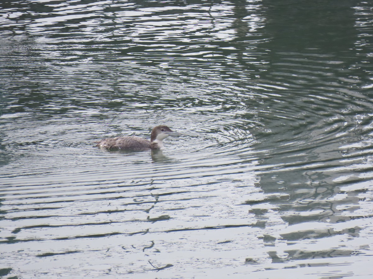 Common Loon - ML628701634