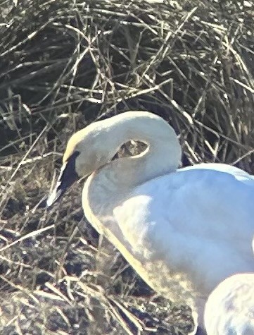 Trumpeter/Tundra Swan - ML628701966