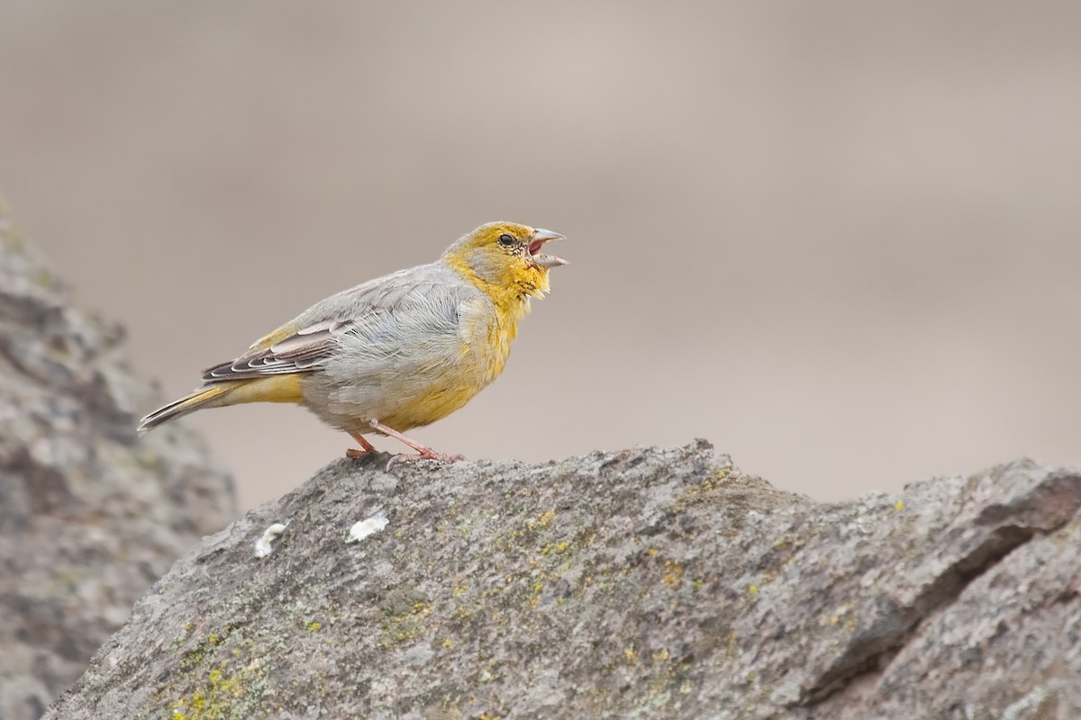 Raimondi's Yellow-Finch - Michel Gutierrez