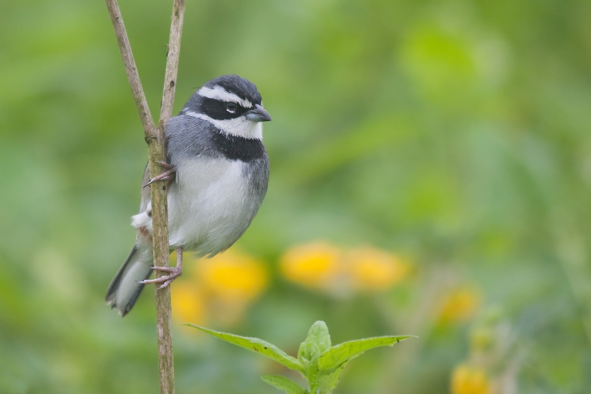 Collared Warbling Finch - Michel Gutierrez