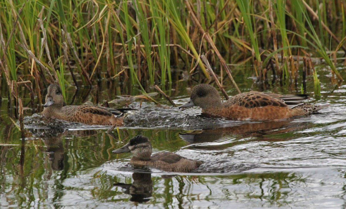American Wigeon - ML628702110