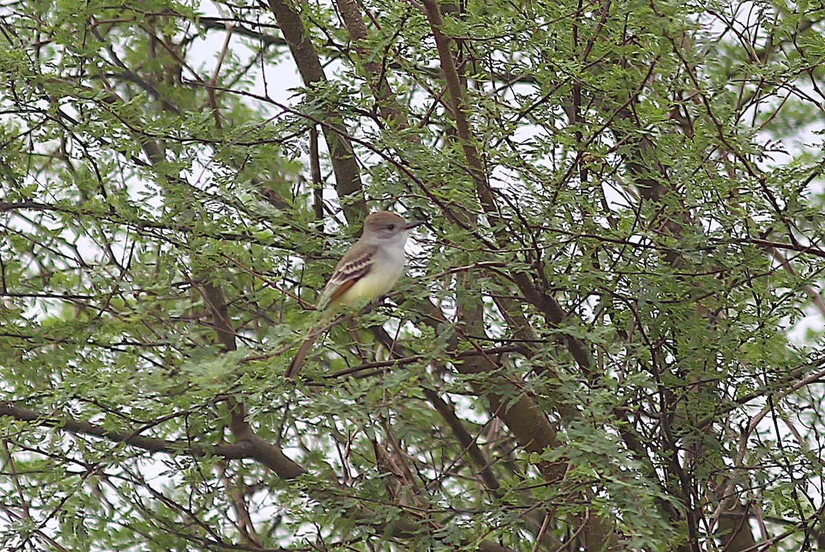 Ash-throated Flycatcher - ML628702146