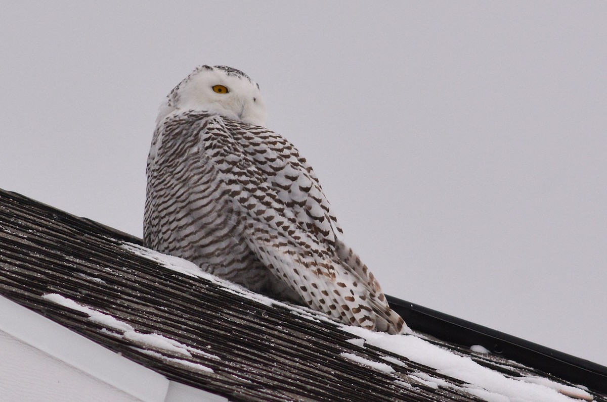 Snowy Owl - ML628702294